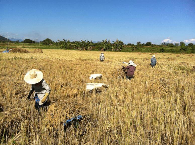 Rice farmers in a field